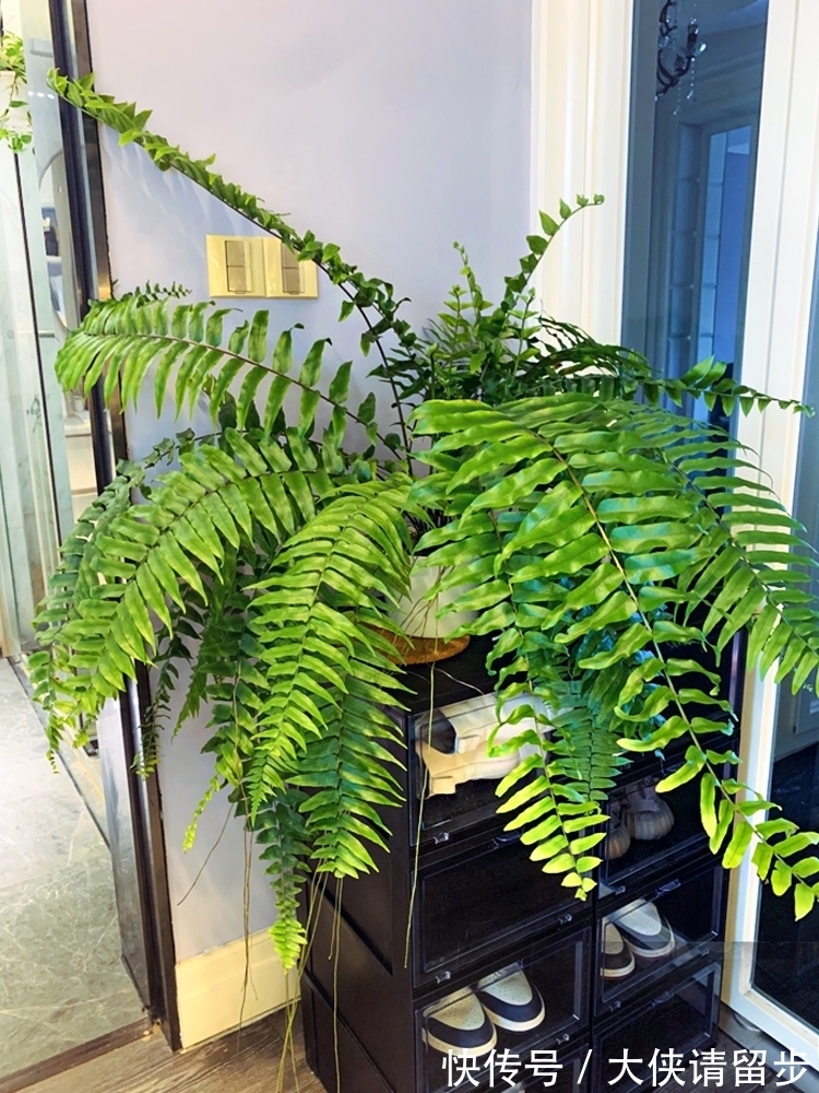 “人养花三年,花养人一生!”家居盆花100种,总有几款你喜欢