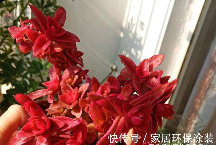 别人的多肉火祭红了,你的却糊了?说明养护方式不对,快点调整吧