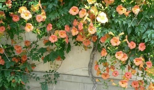 养爬墙花卉，盆底下埋几粒“这东西”，三个月长成瀑布