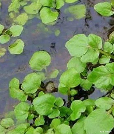 紫苏|女性不想老太快,多食4种食物,排毒素清,补血美容,滋养肌肤!