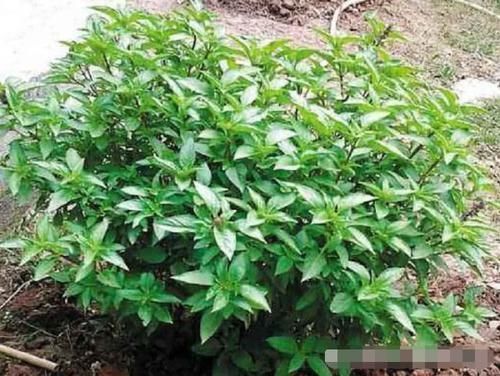 农村里|农村这种野菜长得不起眼,李时珍却叫它“金不换”