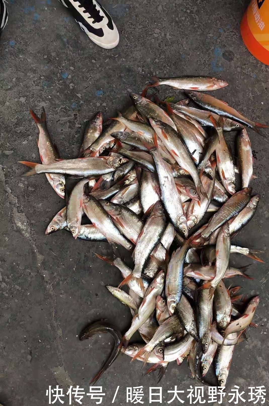 渔获|盛夏钓翘嘴,渔获你最美,饵料、钓位、技巧分享