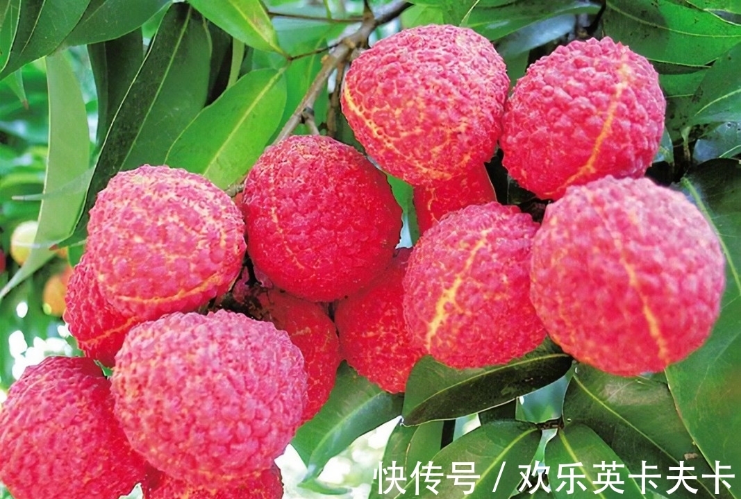 淡妝濃抹總相宜!蘇軾最經(jīng)典的10首詩(shī)排行,《惠崇春江晚景》僅第四,前三都是精品