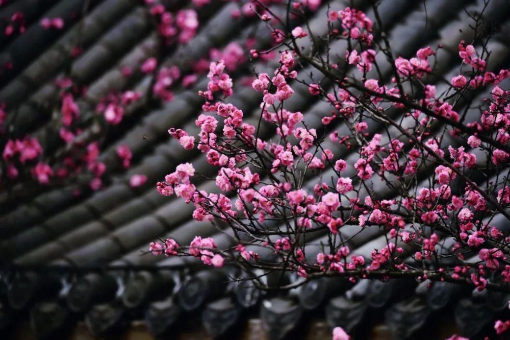 这个季节赏花踏青刚刚好~