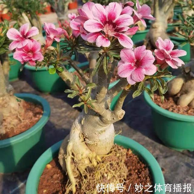 最爱晒太阳的8种花,越晒开花越多,阳台养几盆,开花成海