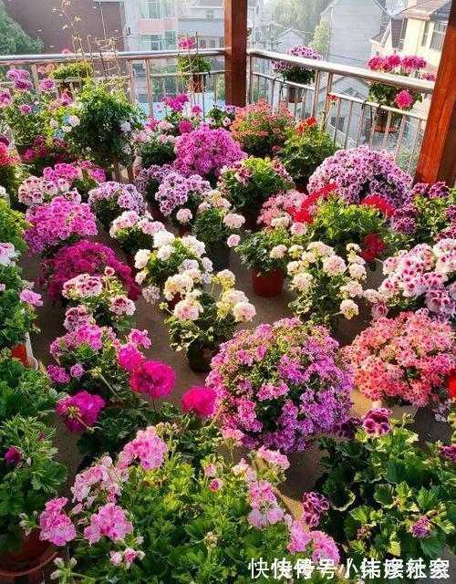 小花园|她家3平方的小阳台,几十盆花不停歇的开,邻居见了都羡慕