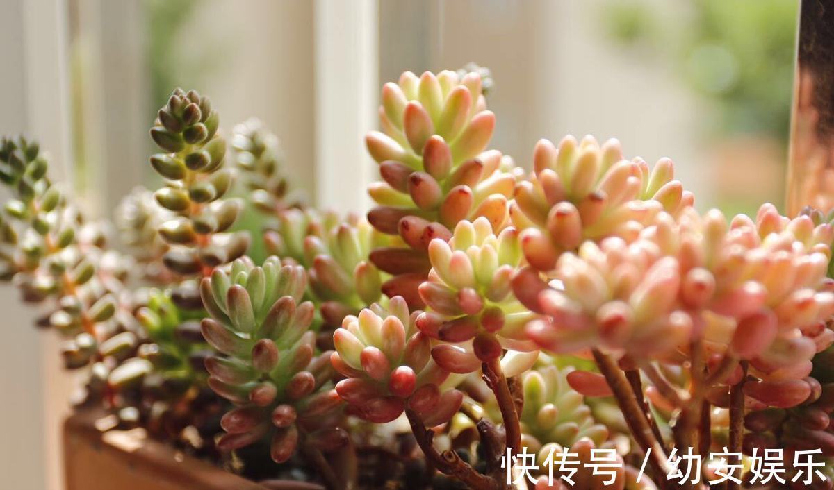 爆盆又开花,多肉才能真正的聚宝!一种多肉能做到!