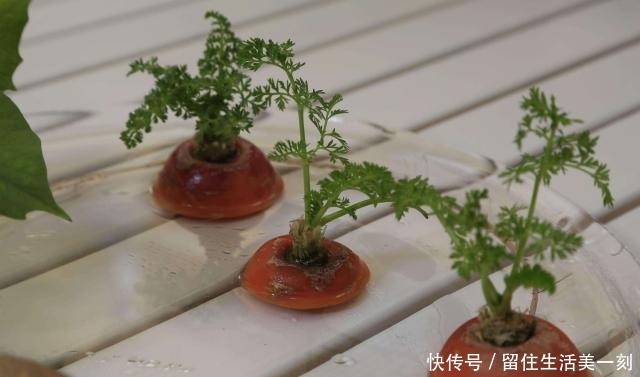 5种吃剩的菜根别丢，种出漂亮的小盆栽，不花一分钱，比花还漂亮！