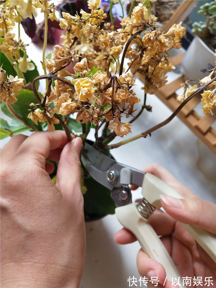 长寿花越开越稀疏犯3错，及时改正，开花爆盆变成大花球！