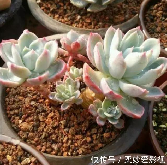 透水|养花营养土不用买,4种材料搭配起来,松软又肥沃,养啥花都旺