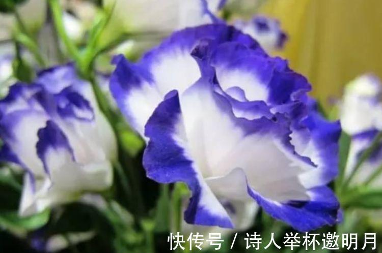 养花就养这几款,全年开花不停,爆盆美如花,枝头窜满花苞