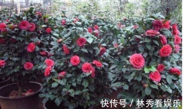 爆盆|栀子花、茶花不会养教你一招，轻松养“爆盆”，看完秒懂