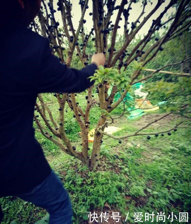 嘉宝果到底是什么树木！