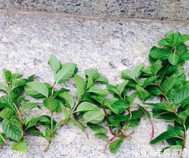 捡了一根枝条一粒种子,种出二十盆漂亮的花,根本不用花钱买花