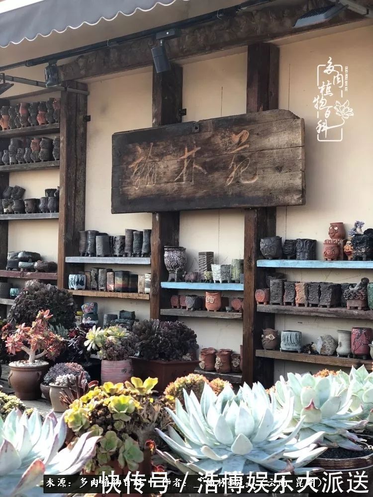 挂区|因为多肉,背井离乡来到开挂区,多肉变好看,小伙变大叔!