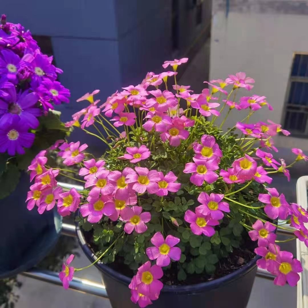 门口放了一盆百合花,转了个身的功夫就被人偷折,真气人