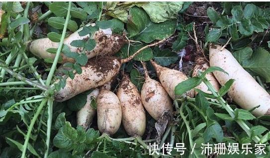 盆栽|老公阳台养盆栽,一家人看着乐开花,楼下邻居却天天找麻烦