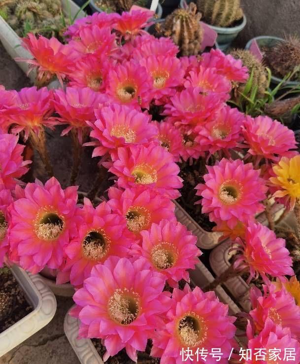 阳台上|4种花耐旱耐高温,花漂亮很好养,不用怎么管也长势很旺