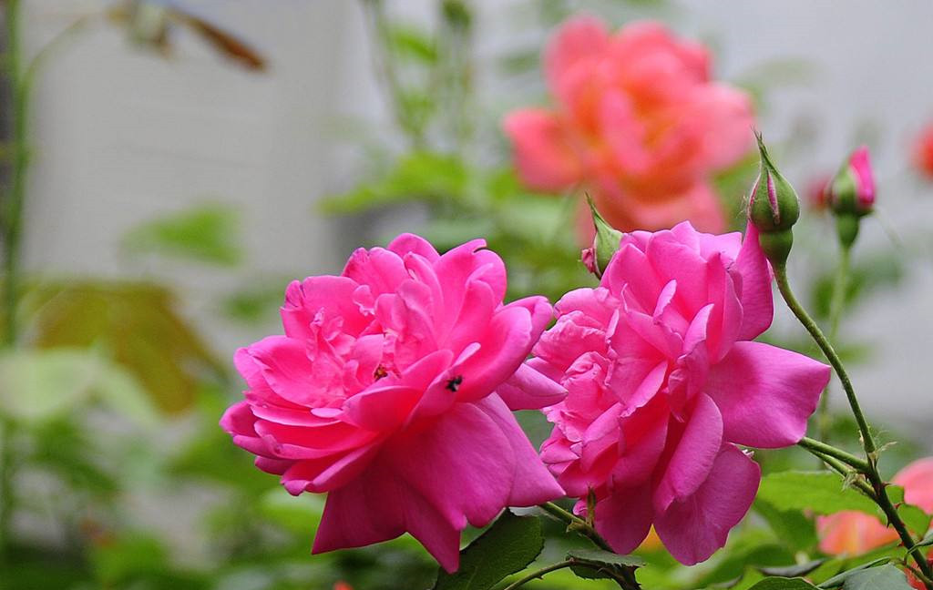 惟有此花开不厌,一年常占四时春,学好几招,让你成为养花达人