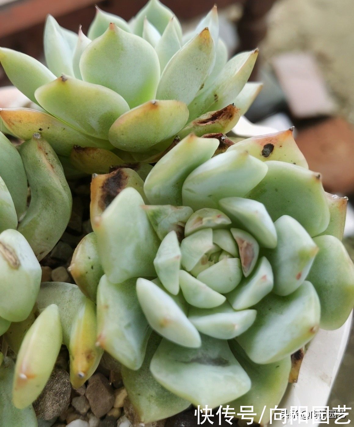 差别|好端端的多肉,到你手里变成绿青菜,环境有差别,多肉会变色