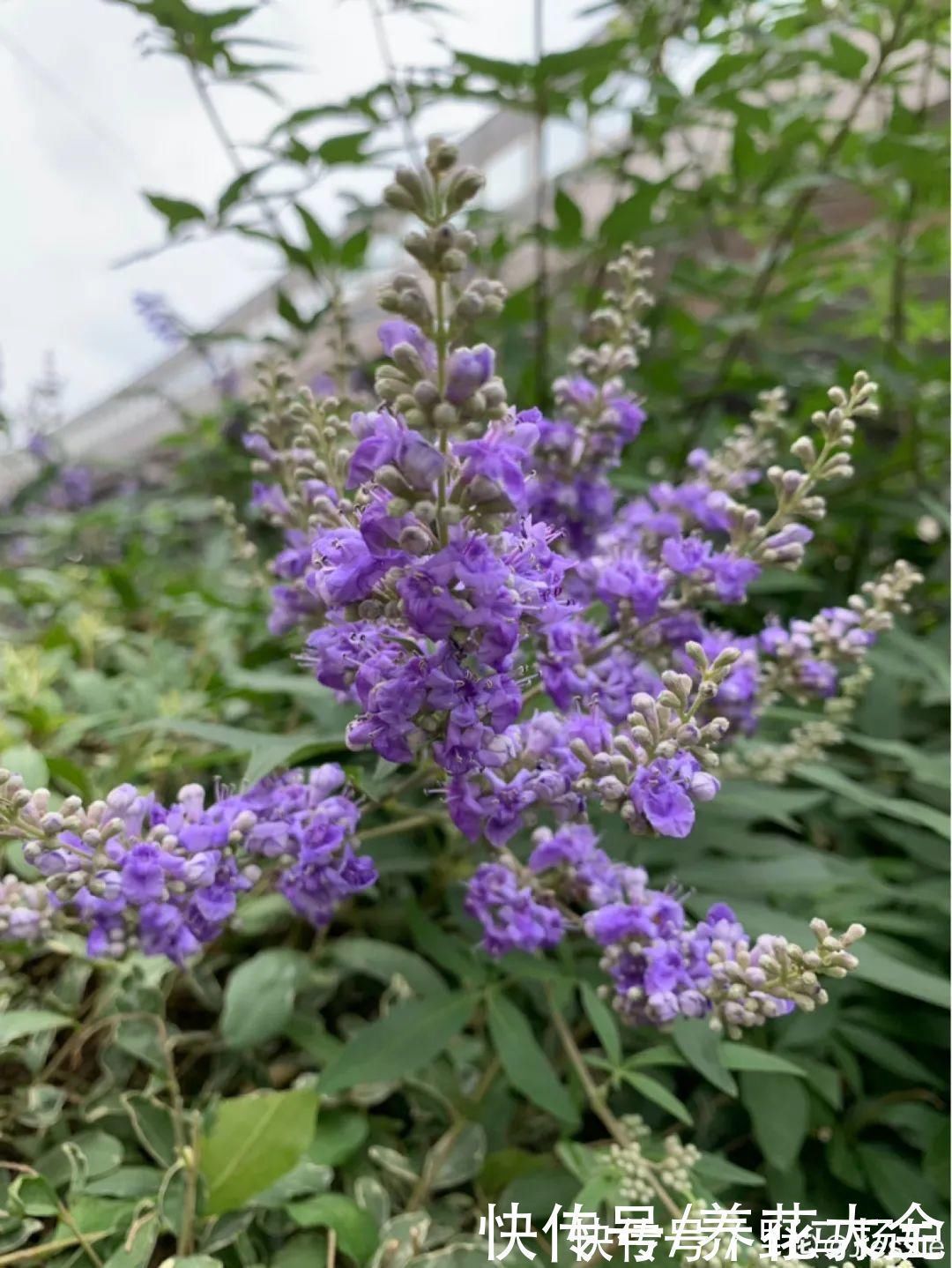 牡荆|农村当柴烧的花，原来可以当盆景，给一千块也不卖