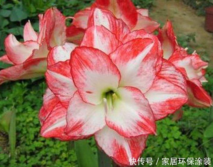 开花最香的4种花,家里养一盆,吉祥富贵,红红火火好运来!