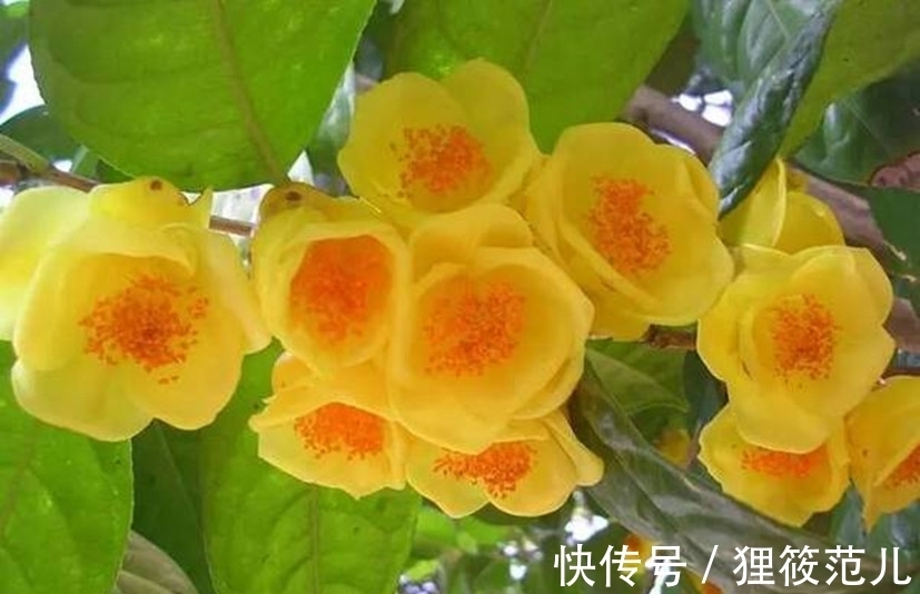 营养价值|“植物界大熊猫”,营养价值高,市面供不应求,家里养几棵赚大了