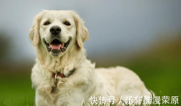 在职场|大金狗和谁最般配郎才女貌，天造地设，生活越来越富裕！