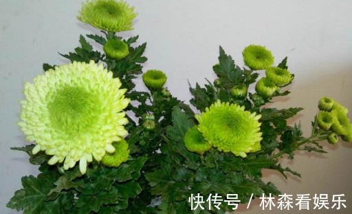 花期|养菊花不如养一盆“绿菊花”,花期长达120天,年年开花惊艳动人