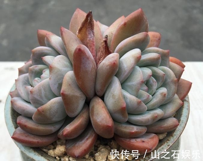 露养多肉很容易被虫子咬浇水时加点“它”,虫子都远离