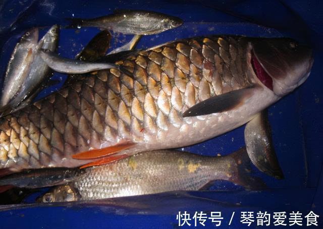水质|常被年轻人误认成草鱼,殊不知是“淡水之王”,运气好才能钓到