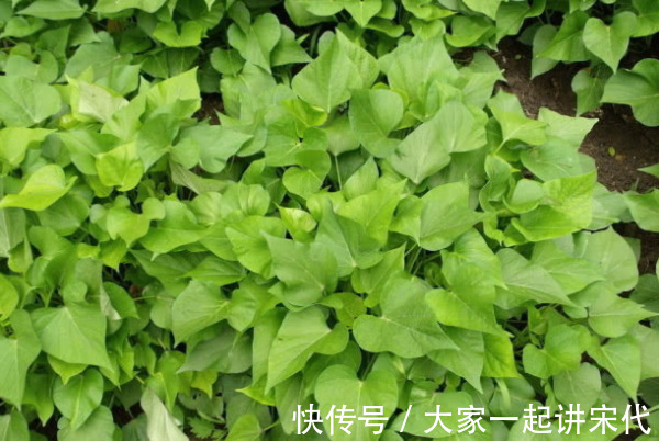 8种“高钙”蔬菜,菠菜不算啥,第一名钙是牛奶3倍,不要错过