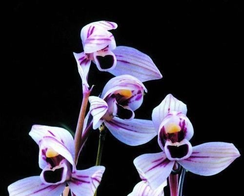 此兰花曾经价格不菲,现在几块钱就能买一盆,花色罕见,值得入手