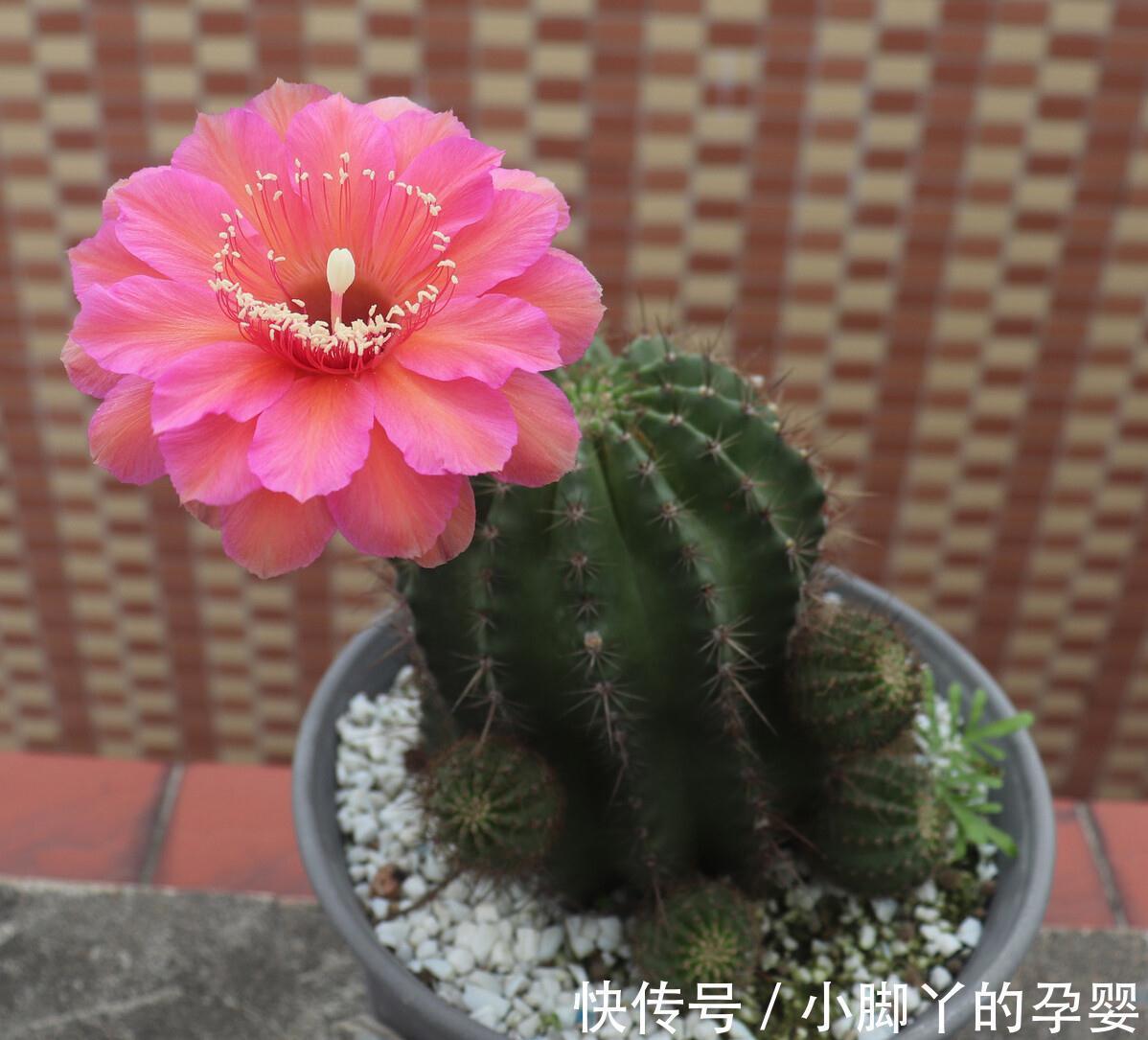 冬季养花,了解“七忌”,简单实用,安全过冬