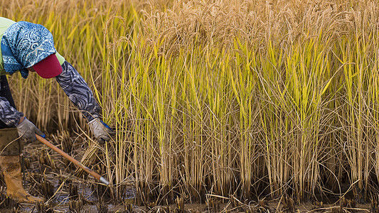 镰刀|15位诗友，23首诗词酬唱:南乡鸟道荷花灿，北岳边陲雪草芳