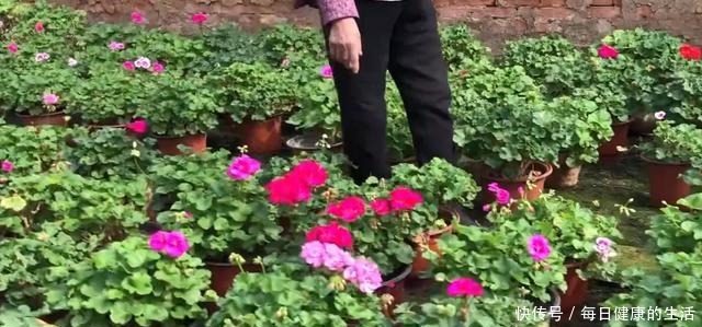 74岁老奶奶种天竺葵,一盆卖3块老桩卖30,别人转手卖100!