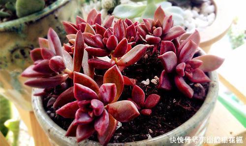 冬天|多肉容易摊大饼?教你几个小技巧,重新缀化,憋成群生肉墩子!