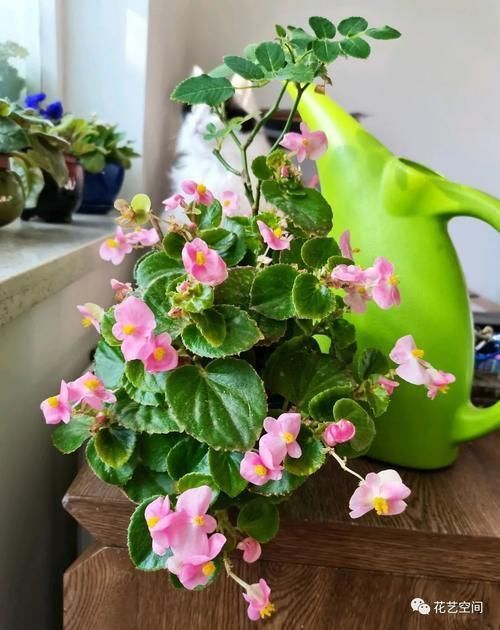 老花农告诉你，这5种花是“开花机器”，摆在室内，四季常开花