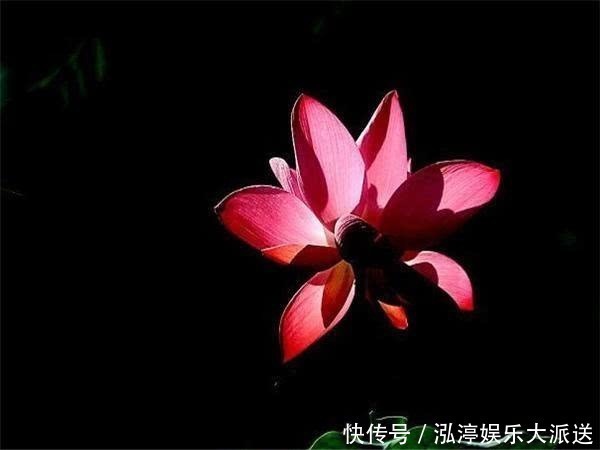 老公|老公属此3个生肖,一生操心少,享福多,越过越幸福