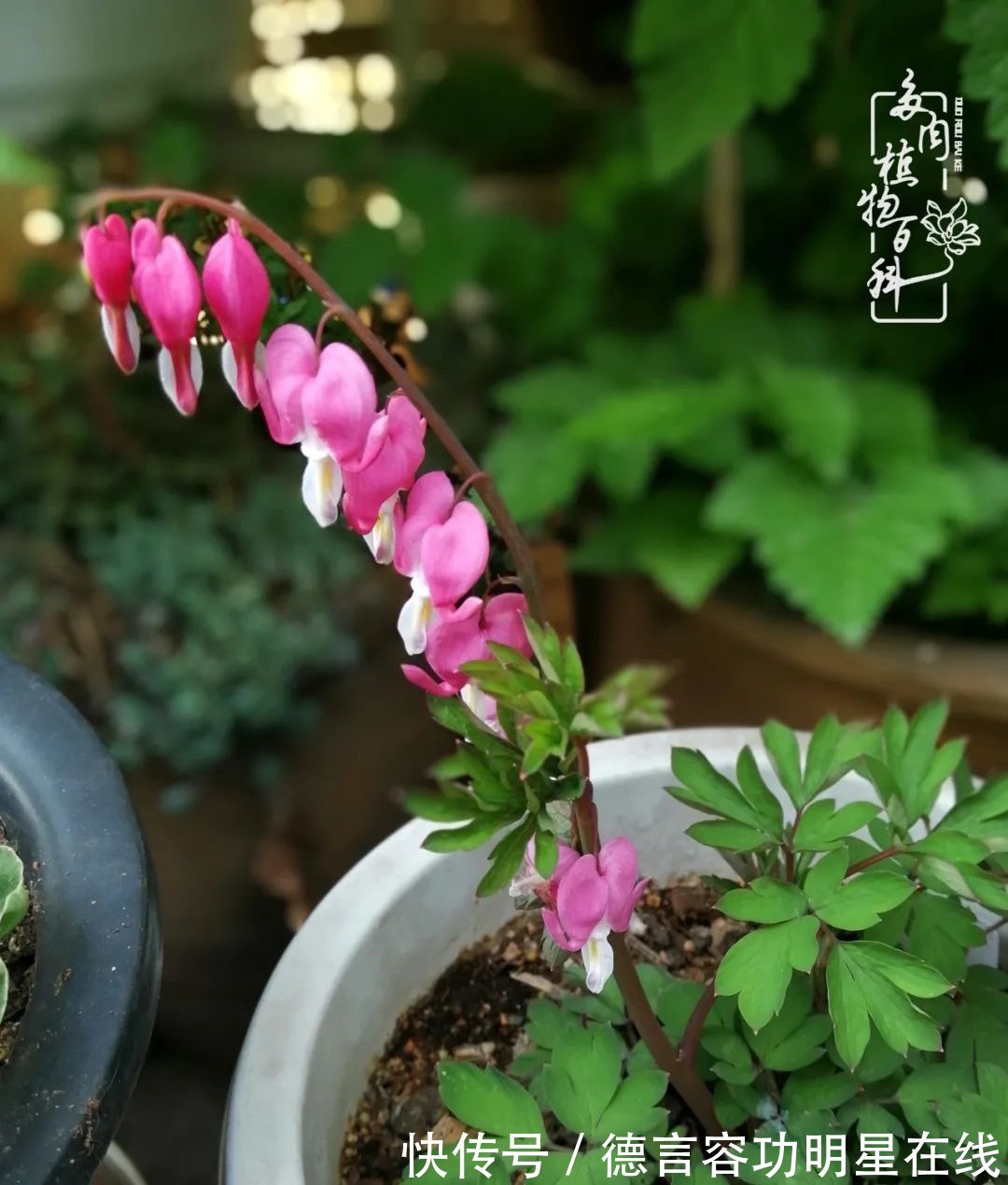 最美四月天,去杨姐的屋顶花园,赴一场花约!