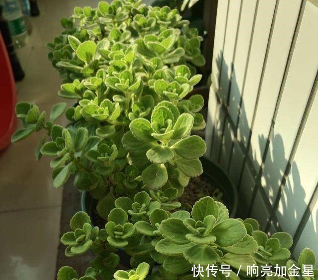 家里碰碰香没味道那是这4点没做好,不然香飘满屋!