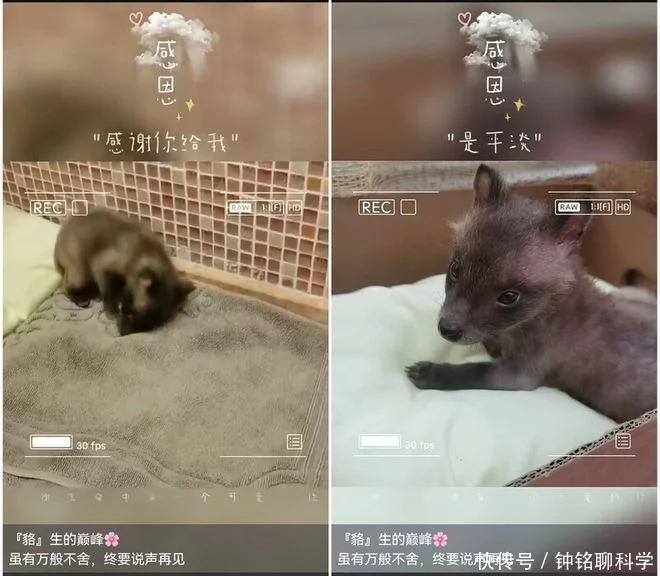 上海居民收养“小狗”两个月，越喂越不对劲，专家看后发现端倪