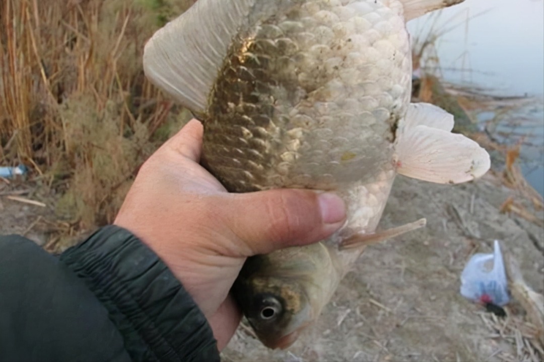 冬天会走钓,渔获少不了,几个关于冬季走钓的小技巧