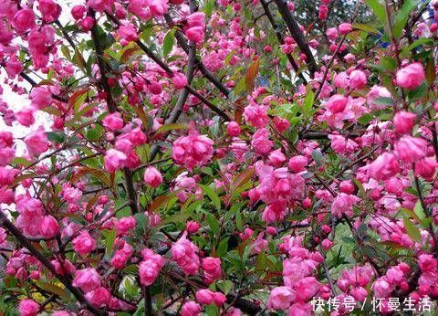 海棠海棠|院子阳台不要瞎养花，推荐几种树，果子好吃还能添福