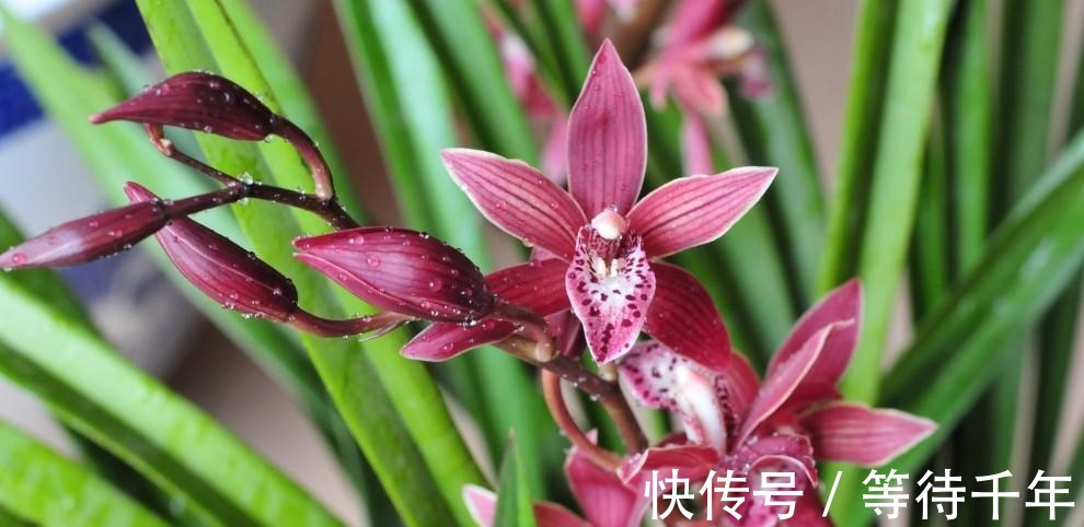 技巧|如何养护墨兰花吗快来学习一些墨兰的养护技巧吧！