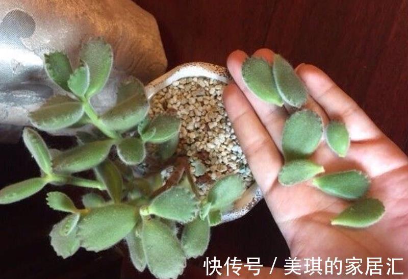 改正|多肉叶子一碰就掉,原来是1件事做错了,及时改正植株健壮长势好