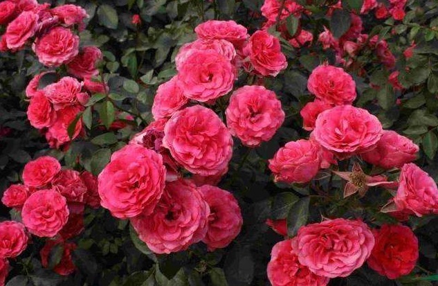 夏季想养盆月季花这五种月季花好养护，轻松开满盆，开花美极了