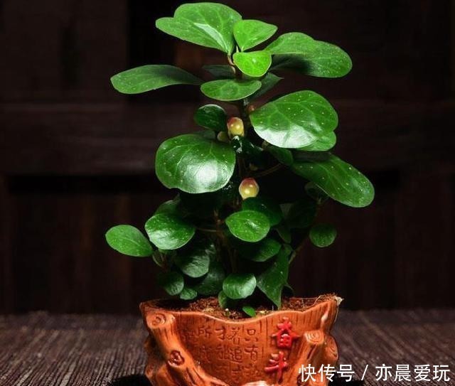 人到中年养这种“佛系花”,一叶一果实,一花一菩提,漂亮又好养