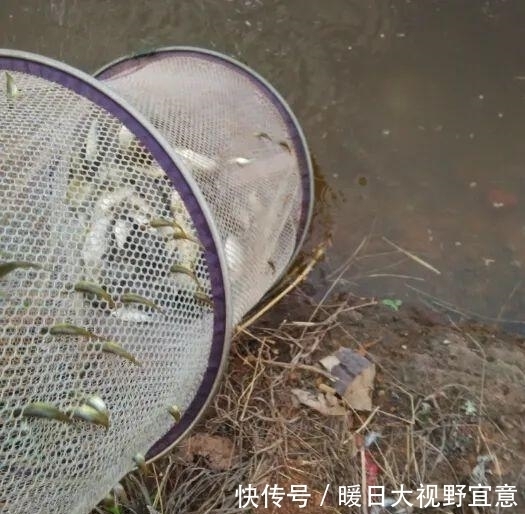 自杀|小鱼“集体自杀”,钓鱼20年第一次见!