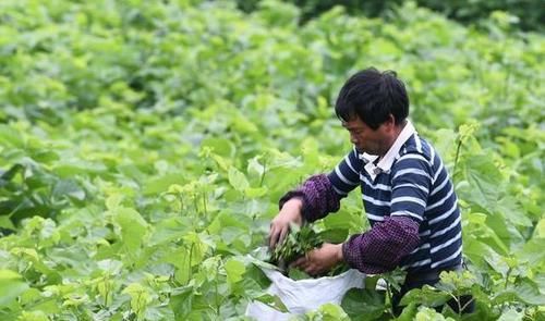  生物碱成分|查出糖尿病，摘1种叶子每天吃点，轻松把血糖控制住，压制糖尿病